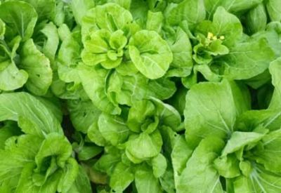 農(nóng)業(yè)部等三部門：開展植保無人飛機應(yīng)用試點工作